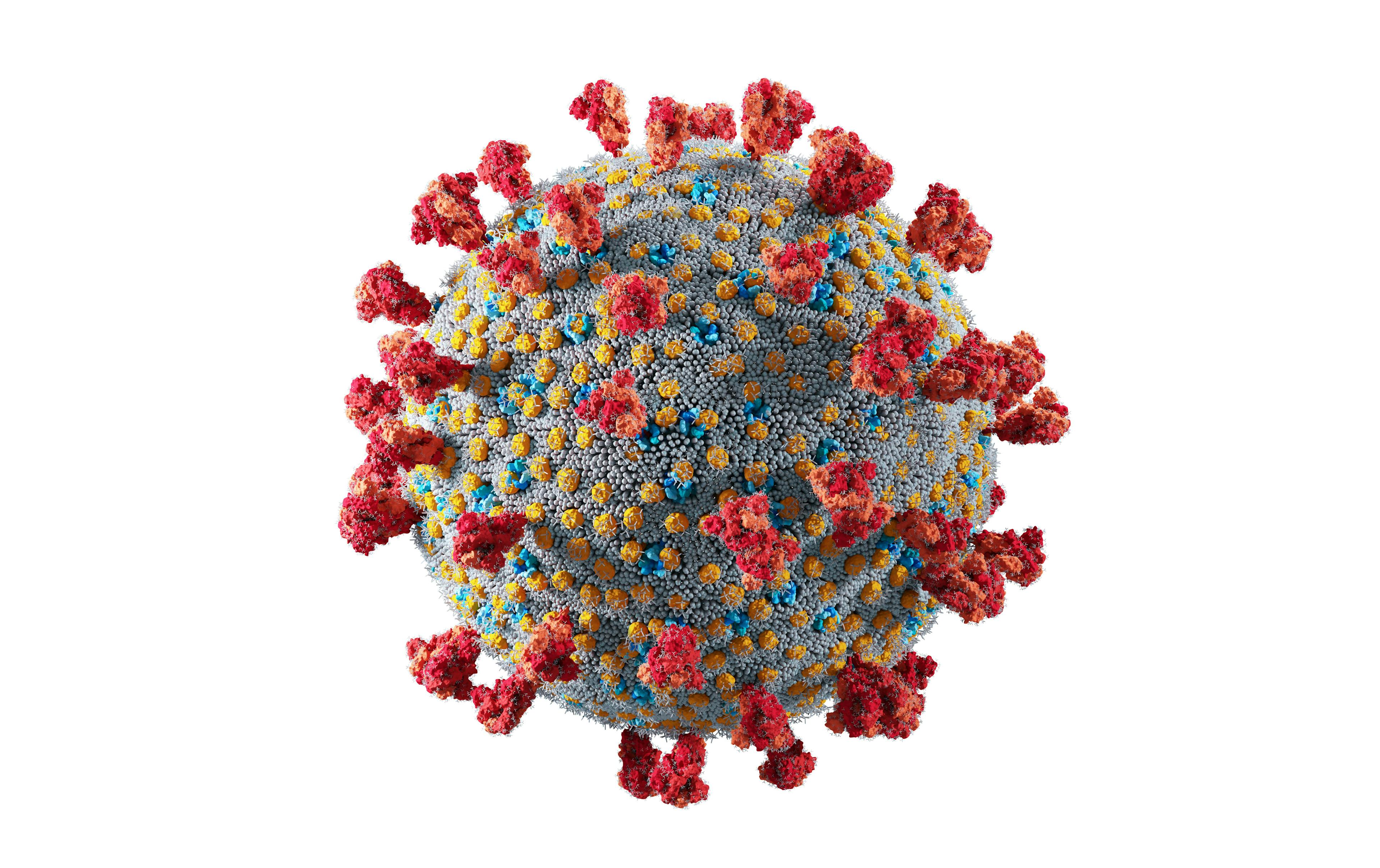 Coronavirus Covid-19. Credit: Photocreo Bednarek - stock.adobe.com



